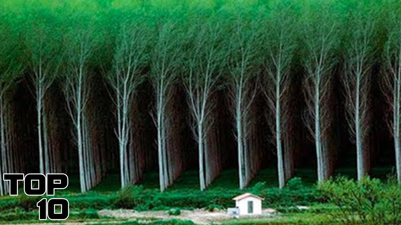 Top 10 Unsettling Places That Hold Dark Secrets