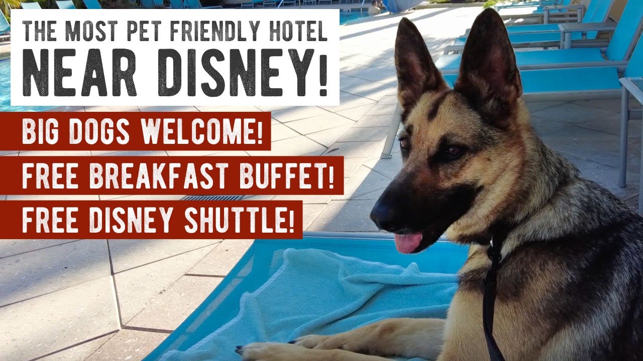 The Most Pet Friendly Hotel Near Disney | TownePlace Suites by Marriott Property Review & Tour