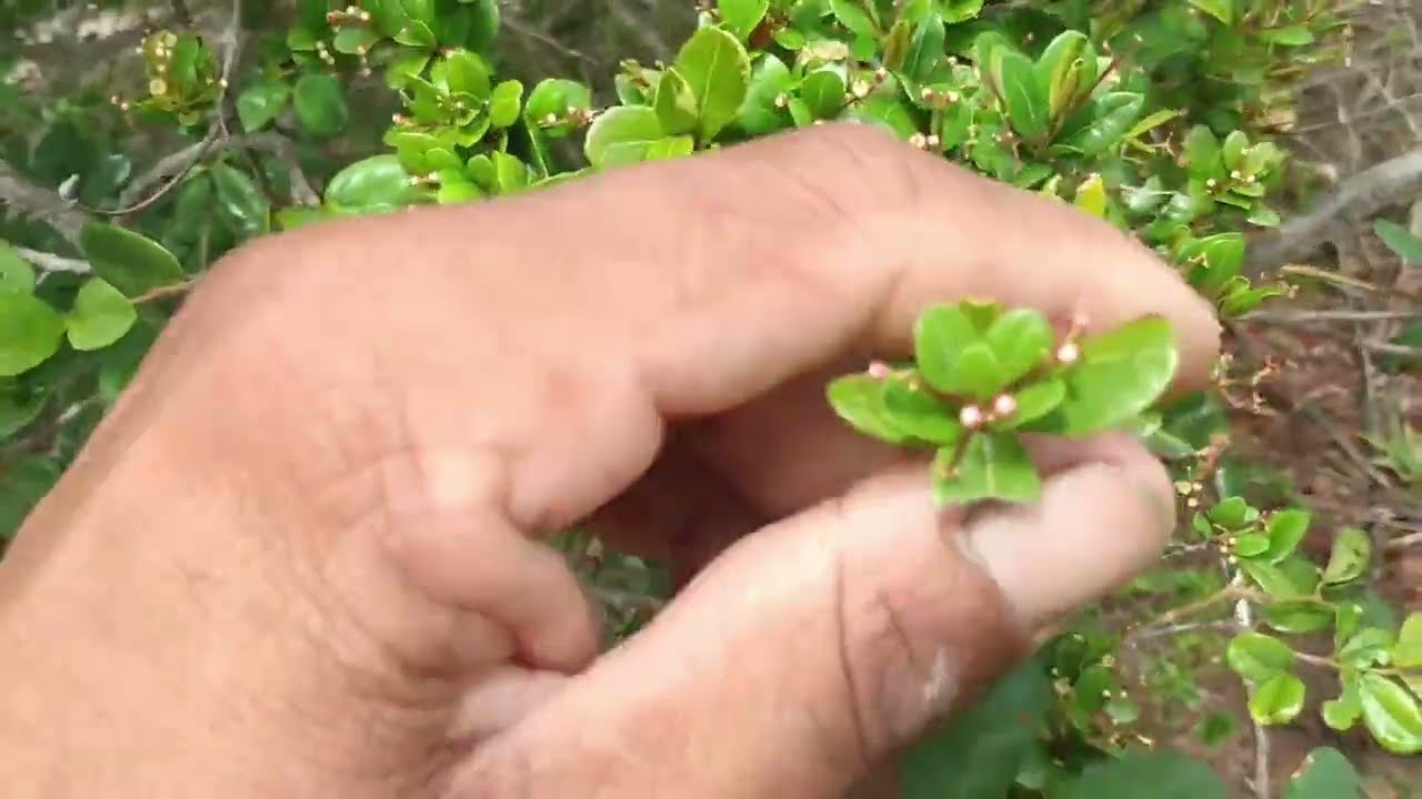 Como é o pasto apícola na minha região 