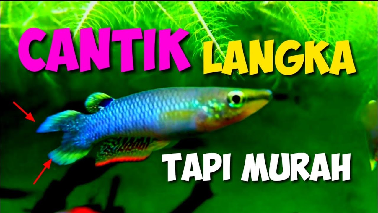 REVIEW IKAN HIAS AIR TAWAR CANTIK UNIK KECIL TAPI MURAH | IKAN KEPALA TIMAH  [blue panchax]