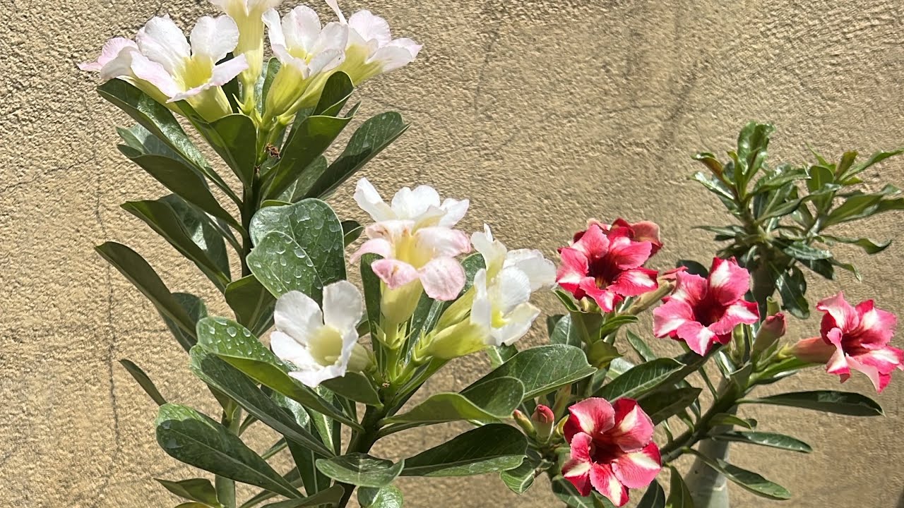 Como acabar com os fungos de suas rosas do deserto 