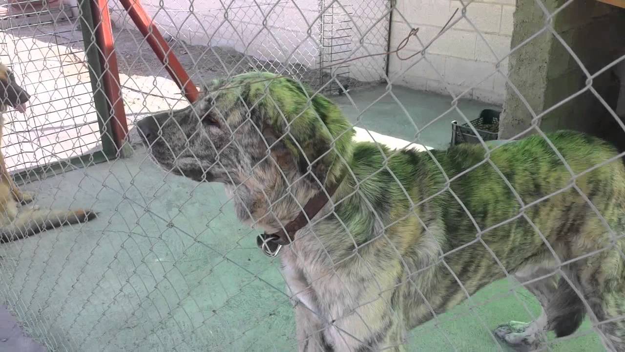 Tuco, mastin español en guarda.