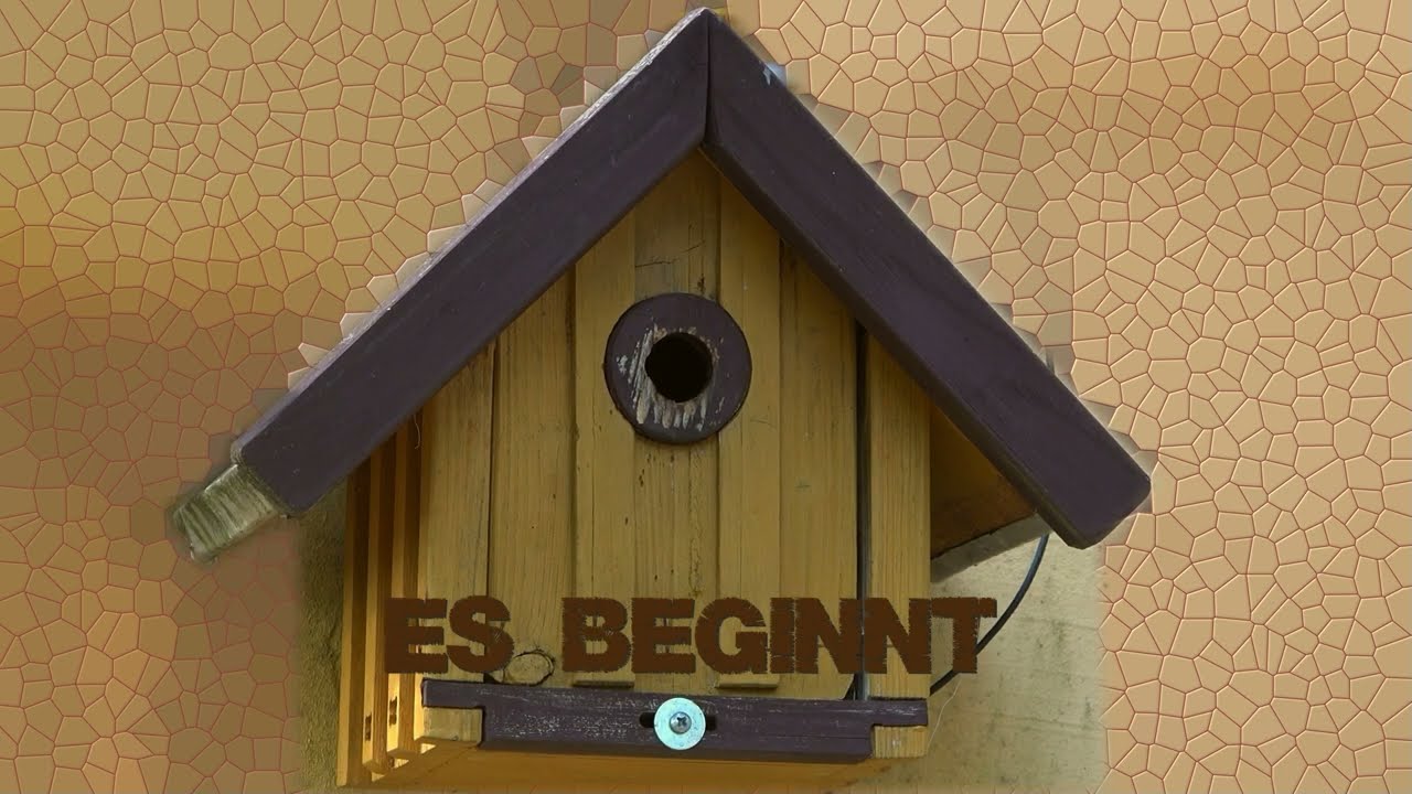 Der Beginn einer Meisenreise