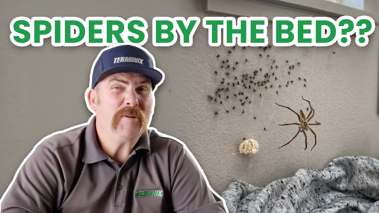 That&rsquo;s Not a Lint Ball. It&rsquo;s a Spider Egg Sac 🕷️ | Terminix