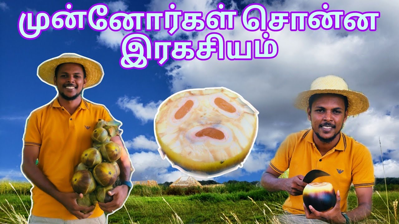 உடல் சூடு தணிக்கும் நுங்கு| உணவே மருந்து | புதுக்குடியிருப்பு | முல்லைத்தீவு | #VKFromPTK