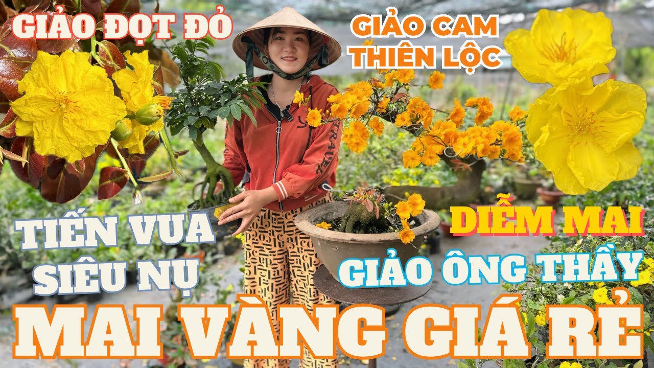 25-02 CHỊ THU Giao Lưu Mai Vàng Giá Rẻ, Giảo Cam Thiên Lộc, Giảo Ông Thầy, Diễm Mai • THÀNH TRỌNG LÊ