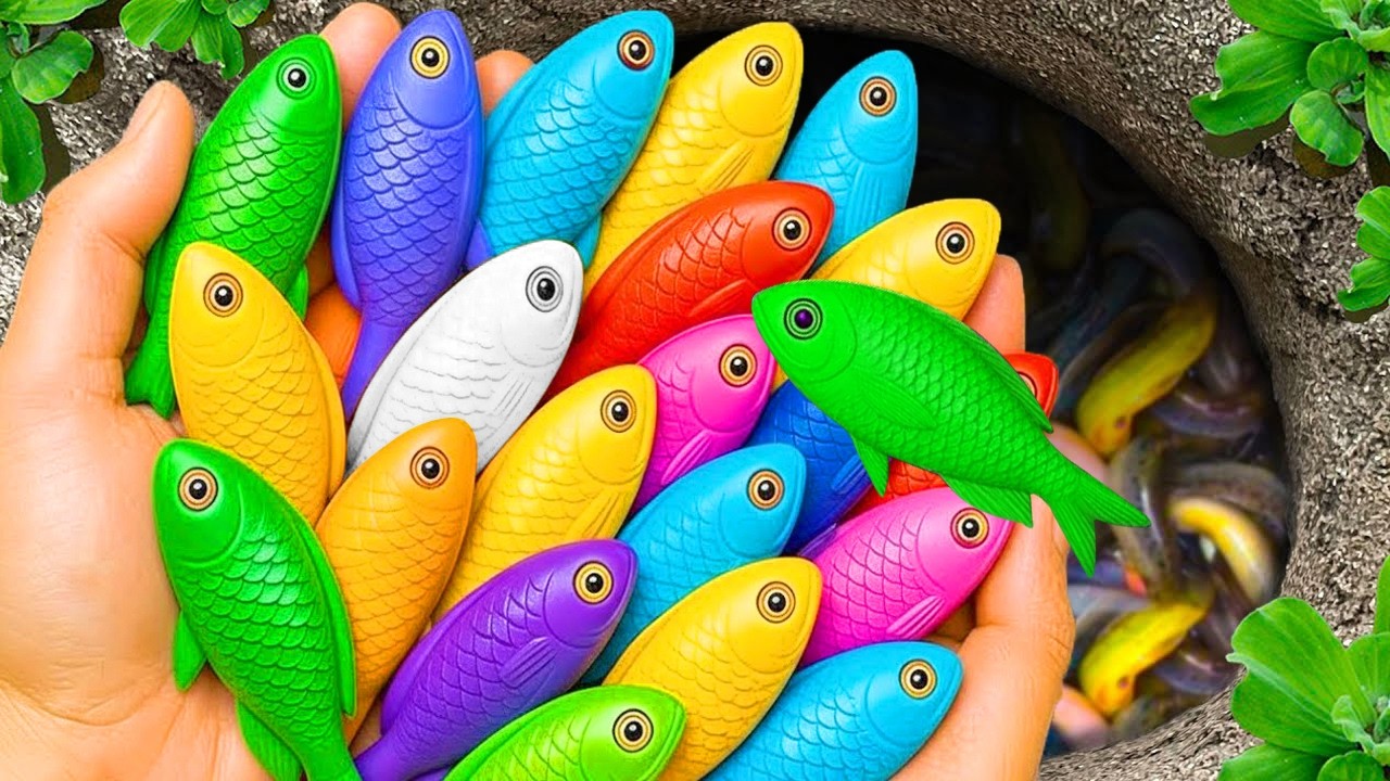 Catch beautiful aquarium fish in small pond baby turtles, eel, koi, pencil fish, platyfish cute fish