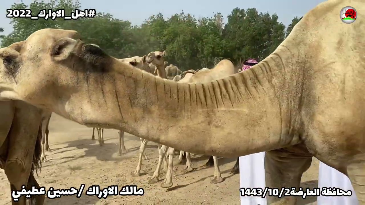 الاوارك منقية/حسين عطيفي