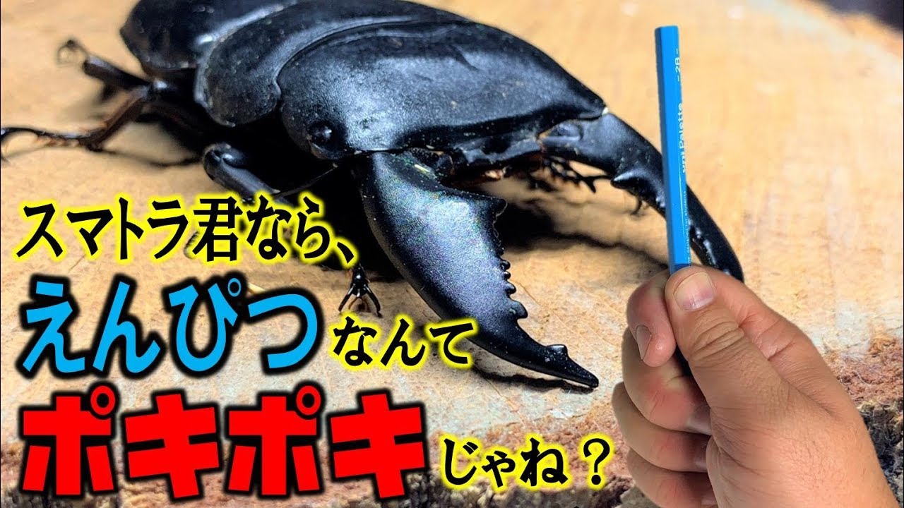カブトムシ＋クワガタ　いろんなクワガタのはさむ力を検証してみたら想定外の結果にｗ（くろねこチャンネル）