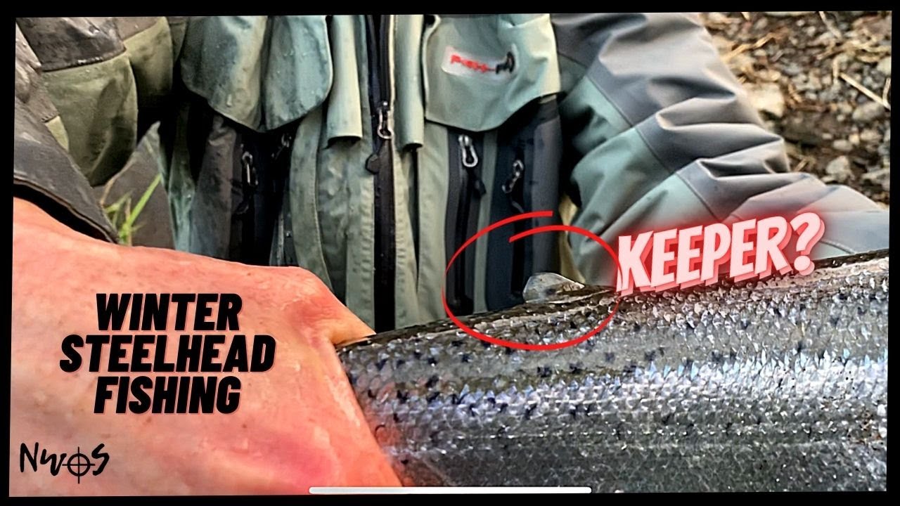 Hatchery or Wild?!? Oregon Winter Steelhead Fishing