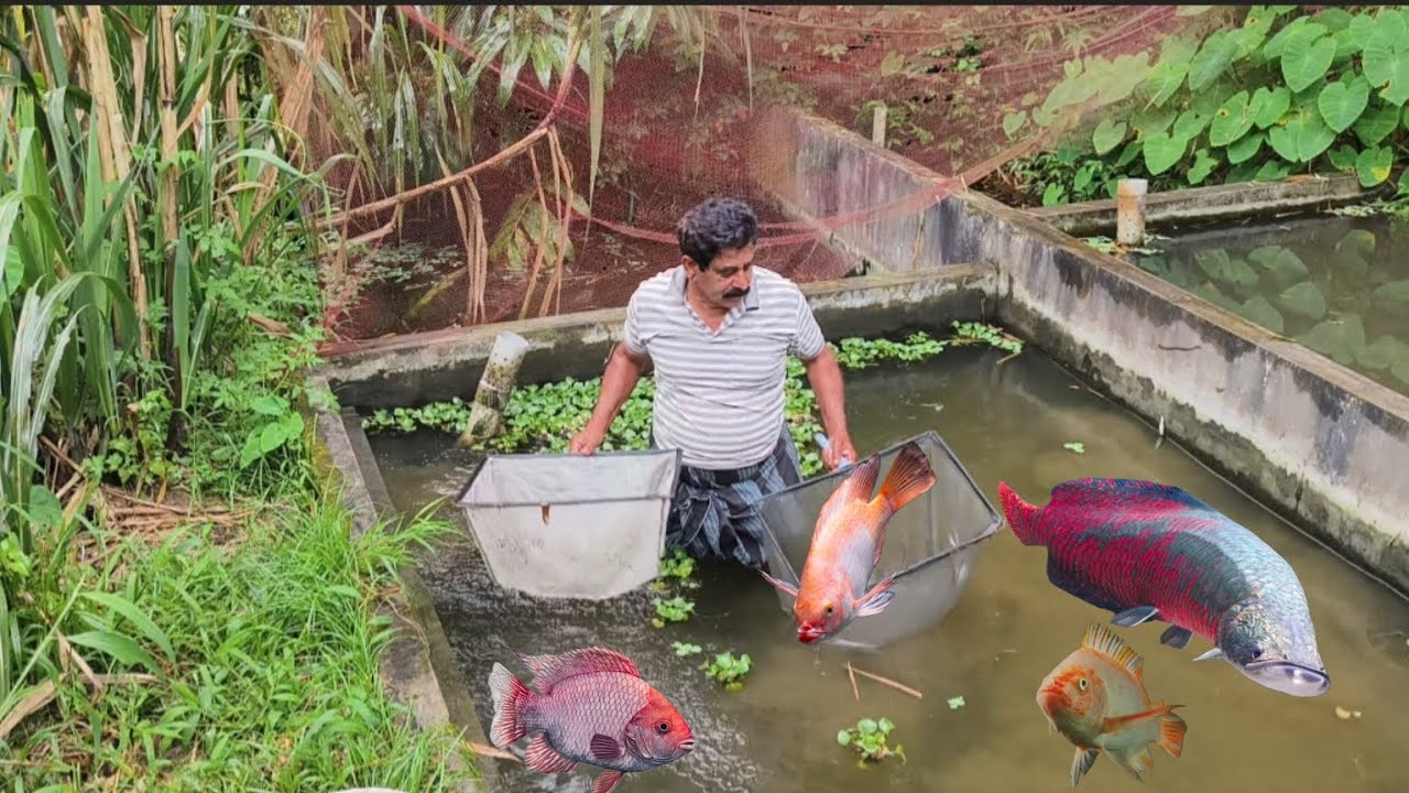കുളം നിറയെ ബീകരൻ മാർ/ റെഡ്തിലോപിയ , വളർത്തൽ, പുതിയ ടാങ്ക് എങ്ങനെ ഒണ്ട് 