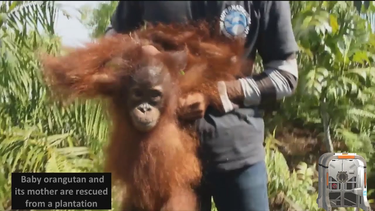 Baby orangutan and its mother are rescued from a plantation