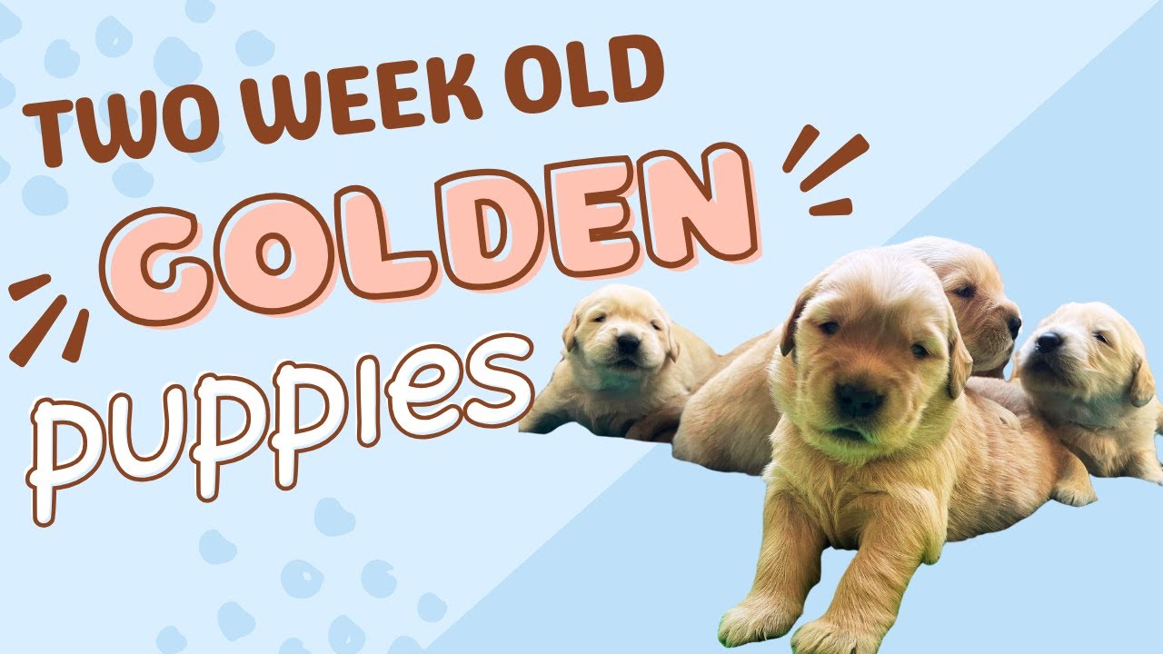 2 Week Old Golden Retriever Puppies Playing in Whelping Box