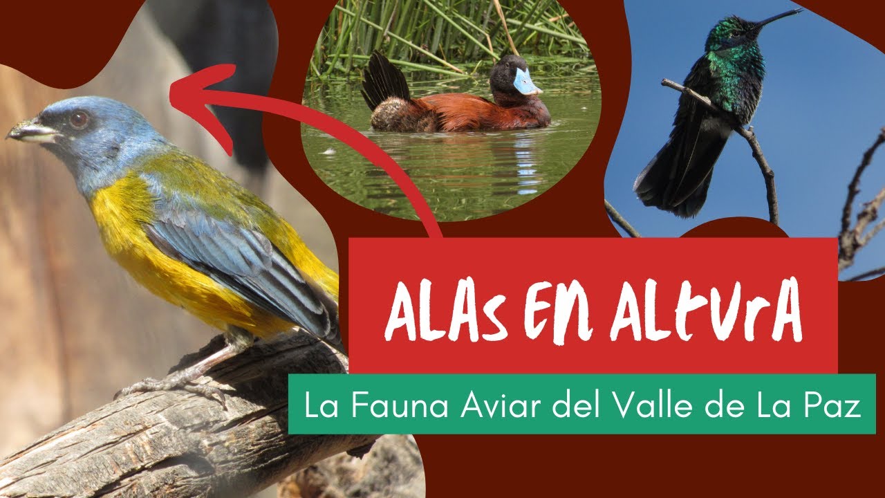 Alas en Altura: La Fauna Aviar del Valle de La Paz