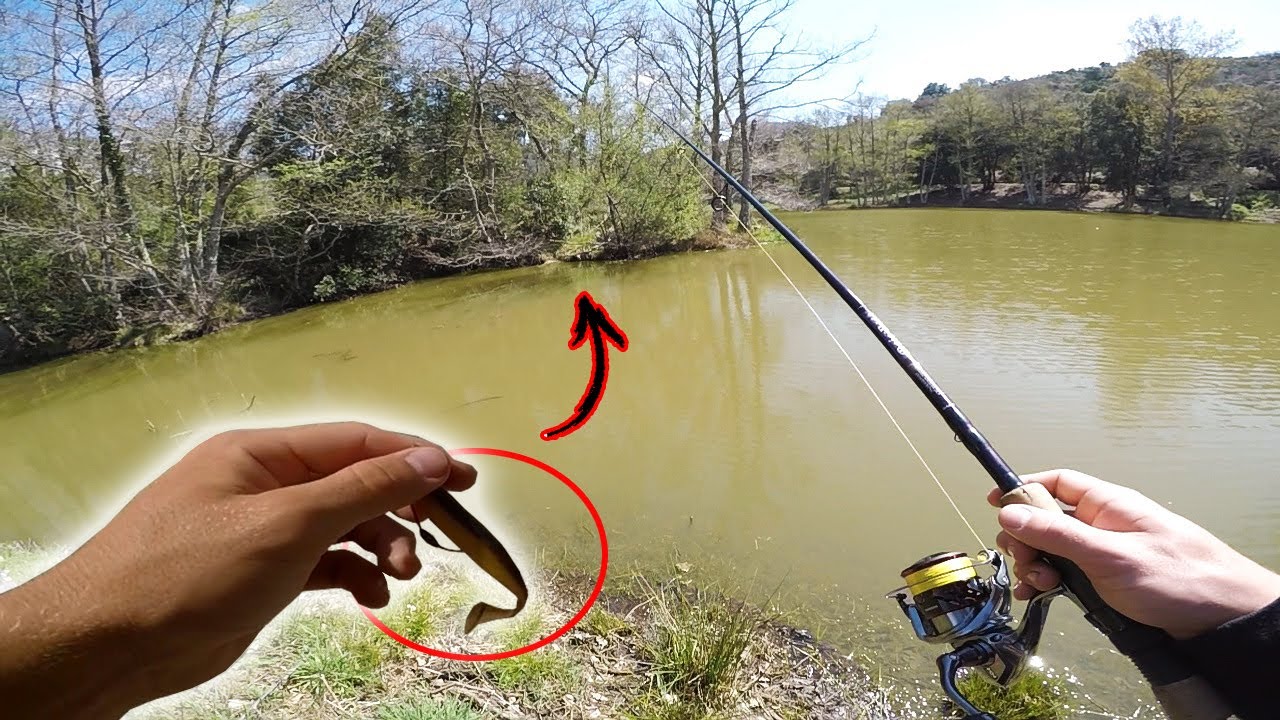 Pêche du Black Bass en ETANG !