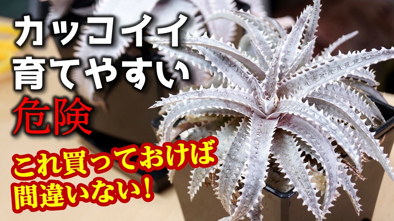 「一番育てやすい観葉植物は？」と聞かれたらコレ！痛いけど…【ディッキア】