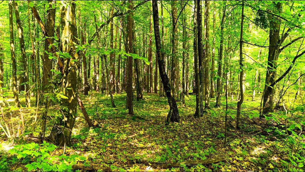 Целебные звуки природы 🌿 Внутреннее спокойствие и безмятежность 🌿 Пение лесных птиц