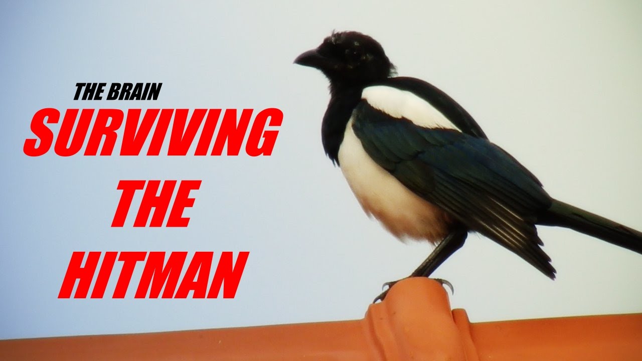 Surviving the Hitman (Animal crime story)