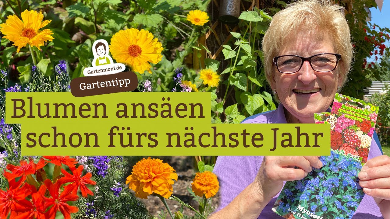 Welche Blumen jetzt schon für nächstes Jahr säen?