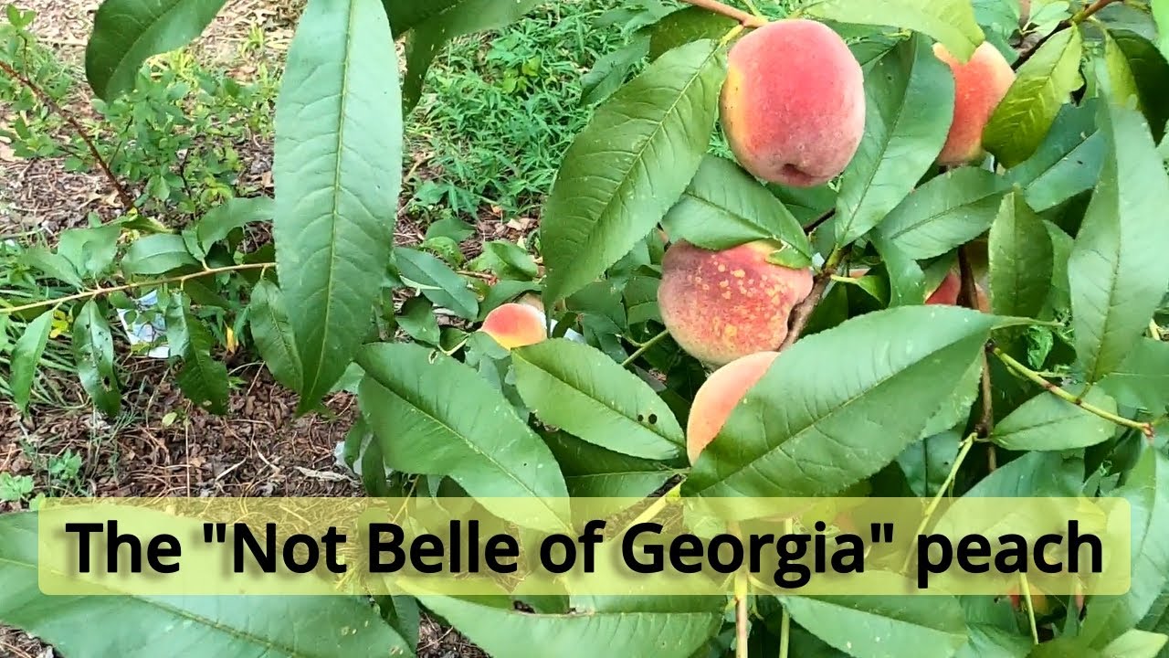 Not Belle of Georgia peach tree