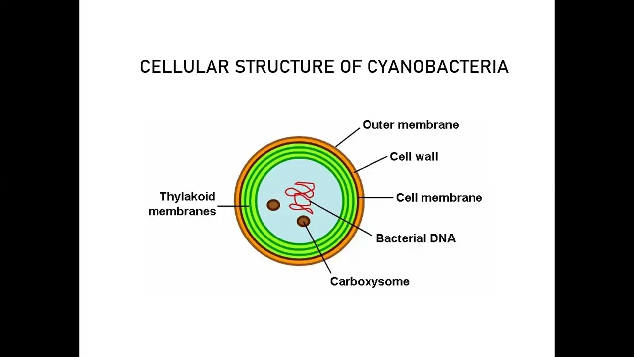Photosynthetic Bacteria , Dr. Kyaw Phone Zaw