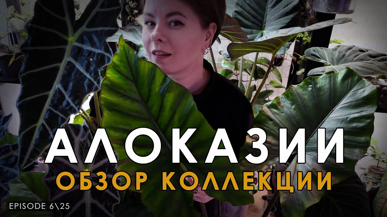 Вырастила КРУПНОМЕРОВ | Моя коллекция АЛОКАЗИЙ | Обзор коллекции