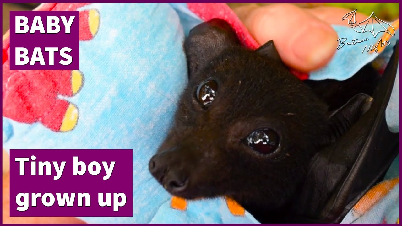 Juvenile bat falls asleep during cuddles [Antman ready for creche]