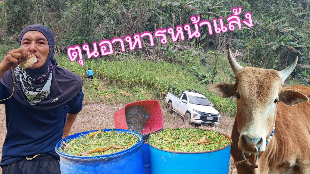 ได้เวลาตุนอาหารให้วัวเนื้อวัวชนวัวแทง ลูกดำบ้าทุ่งใหญ่น้องชายบานเย็น