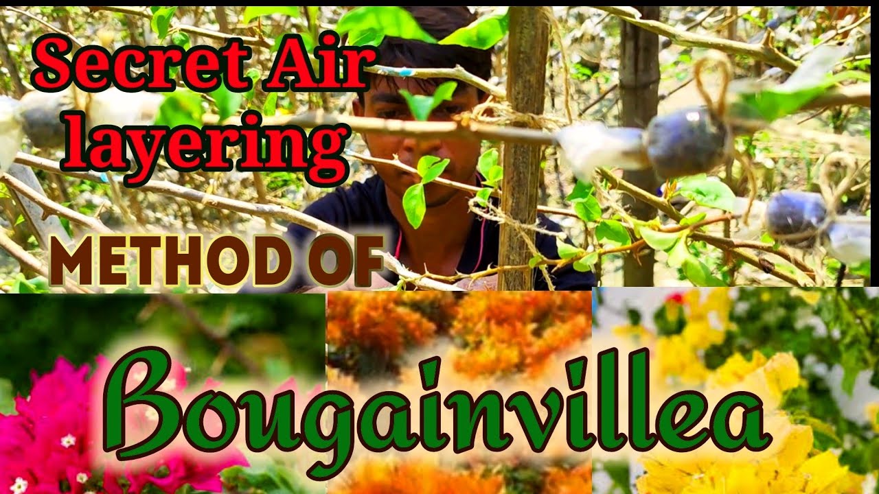 Secret Nursery Method of Air Layering Propagation of Bougainvillea