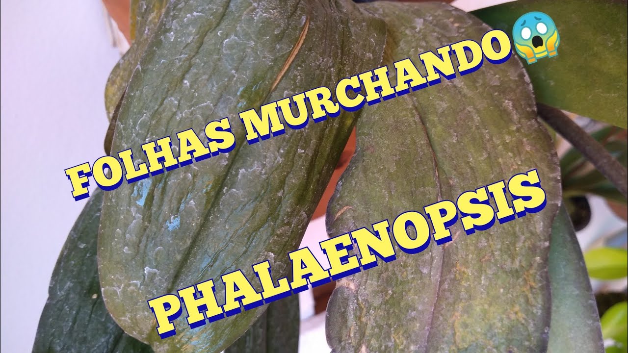 COMO REIDRATAR FOLHAS MURCHAS DA PHALAENOPSIS 😱