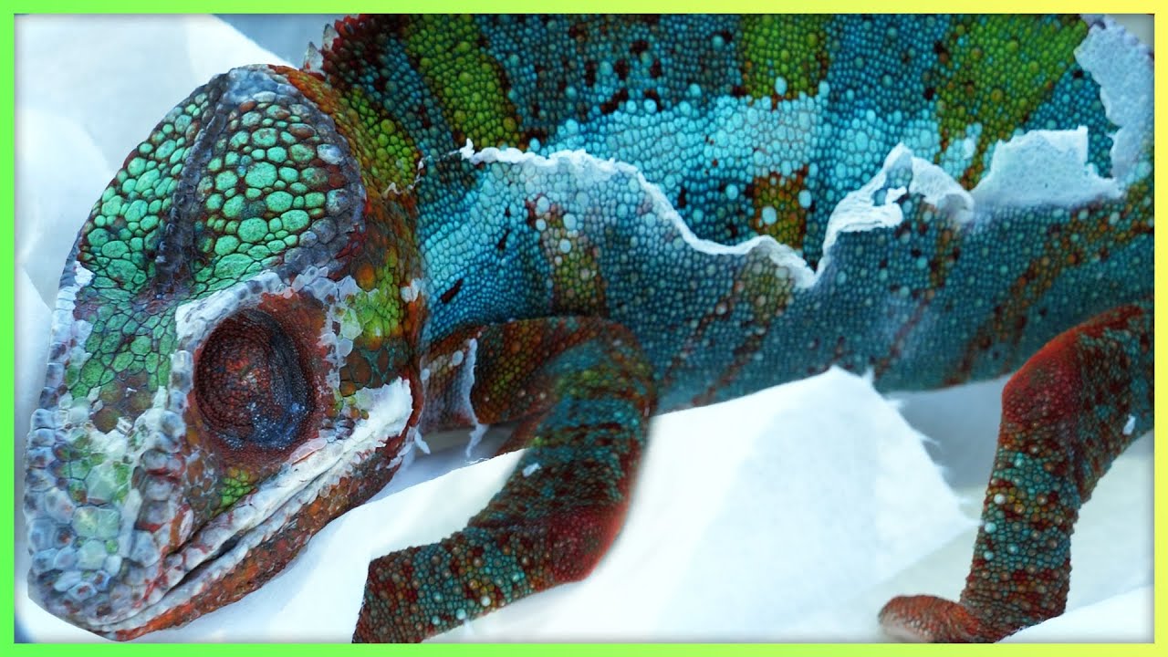 My New Pet Panther Chameleon is Barely Alive