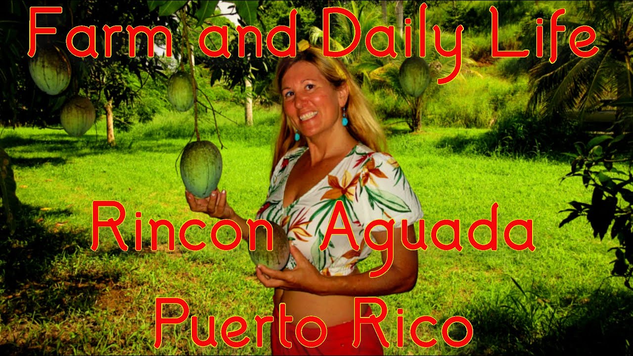 Our West Coast Rincon Puerto Rico Farm and Daily Life -Summer 2021