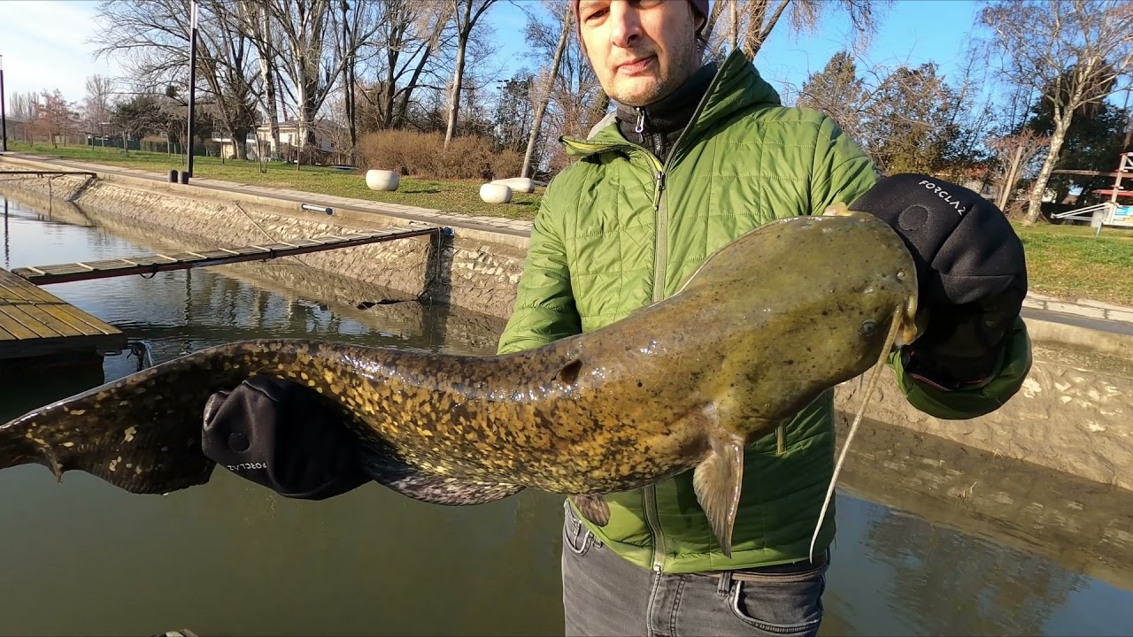 még ,hogy nem eszik a harcsa télen...- horgászat Kirillel 01.10
