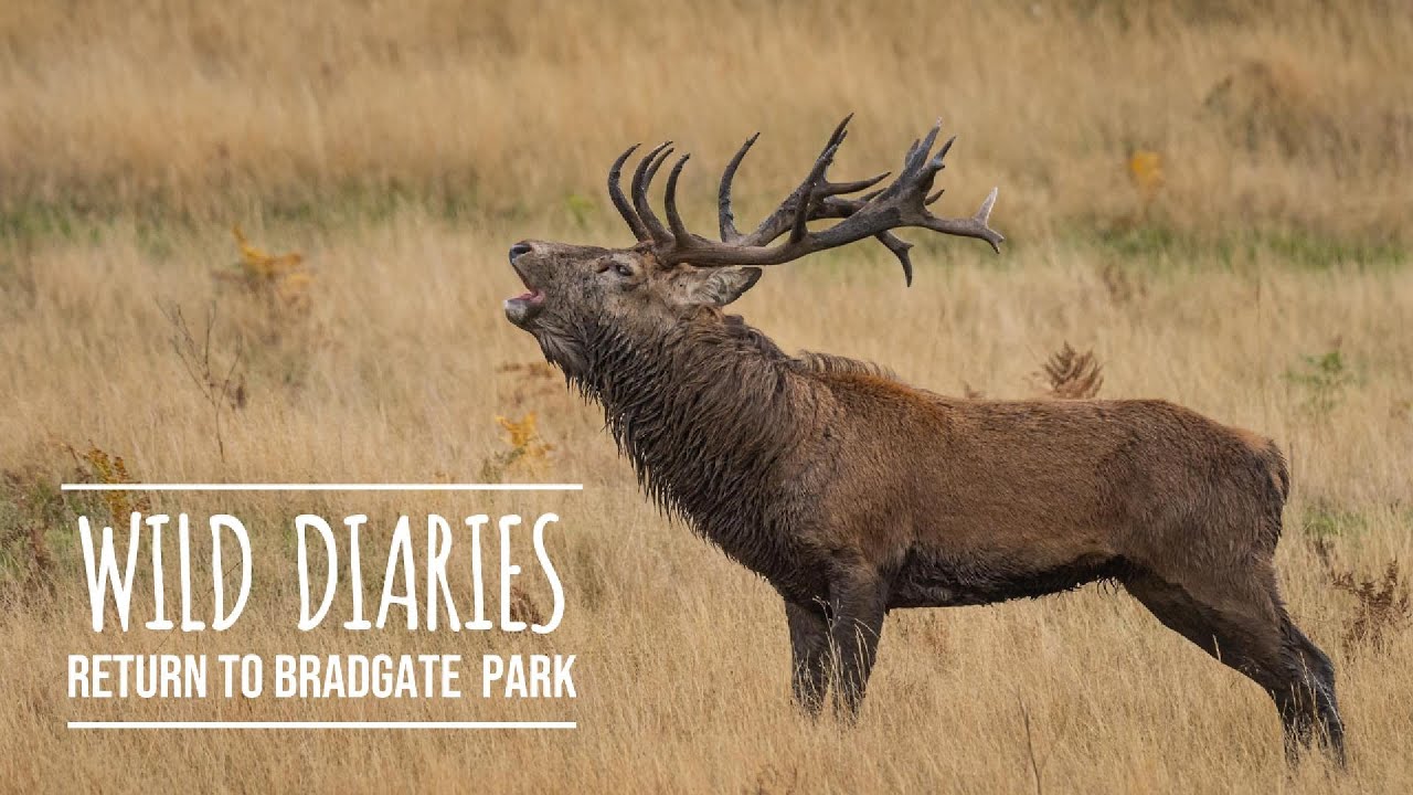 Dawn Chorus of Red Deer: Bellowing at Bradgate Park 🦌 | Wildlife Photography