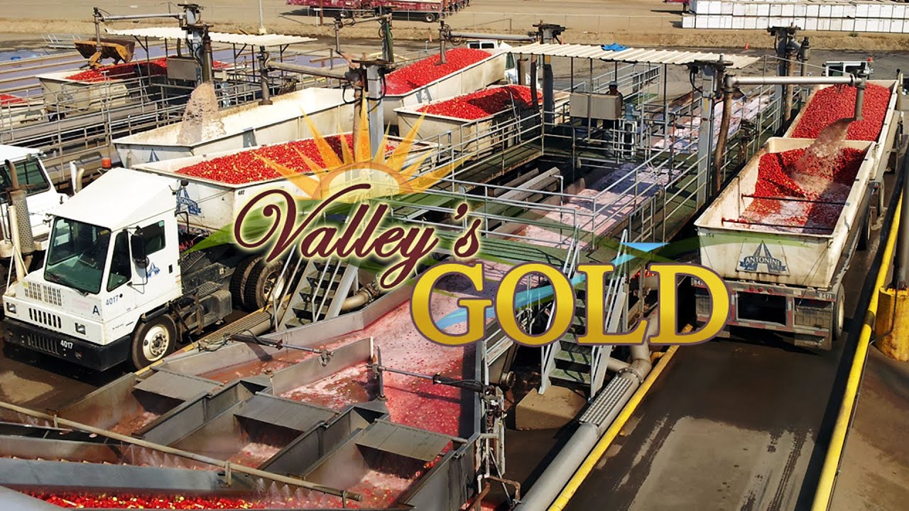 Tomatoes - Valley's Gold