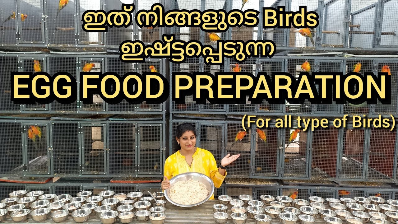 🦜Egg Food preparation 🦜 Special Birds Food For Better Breeding / & For All Types Of Birds🦜
