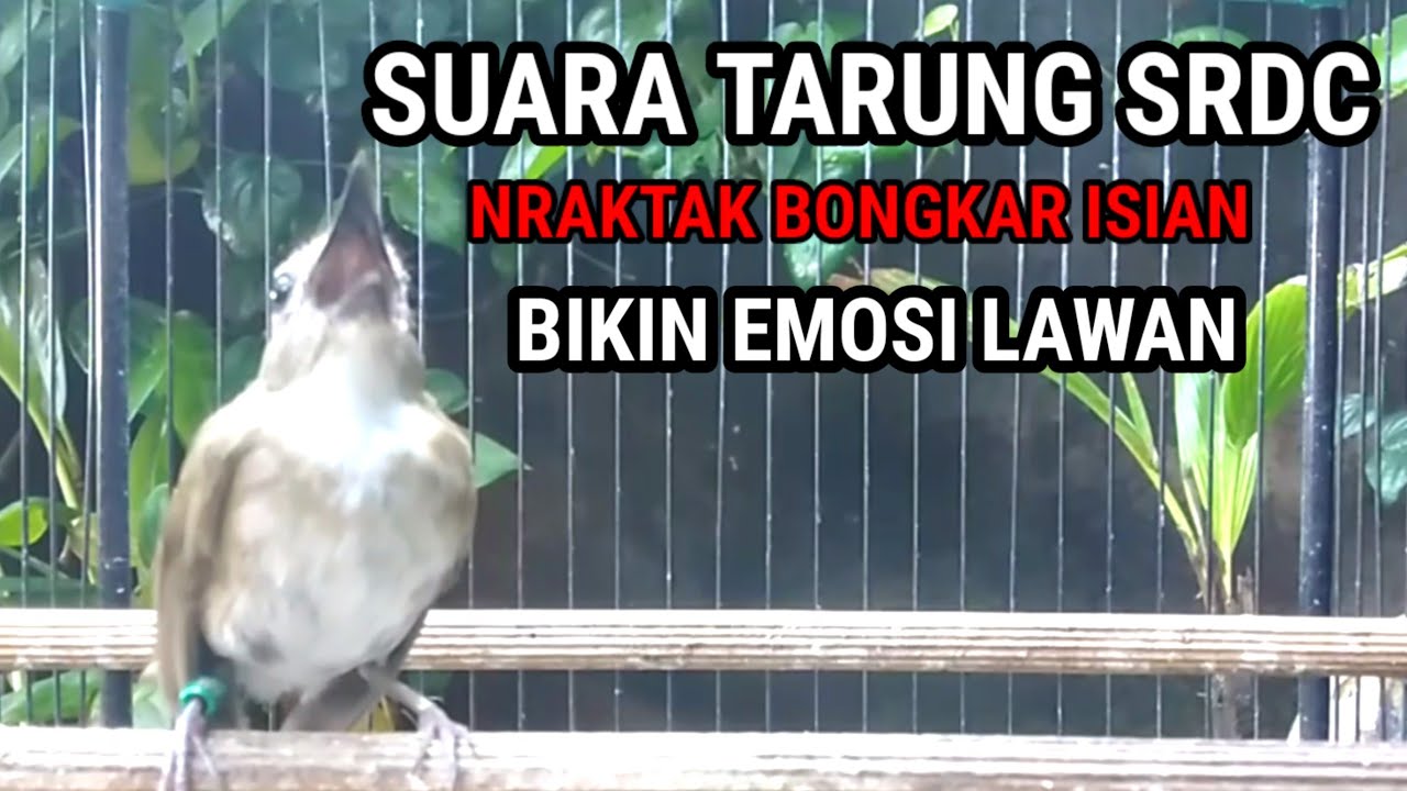 Suara Pancingan SRDC gacor Nretet Ngeplong Nembak isian membuat srdc bahan Emosi Fighter