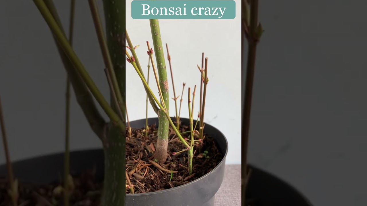 Red leaf maple bonsai cuttings @Bonsaicrazy #bonsai #bonsaiindonesia #bonsaikelapa #bonsaitree