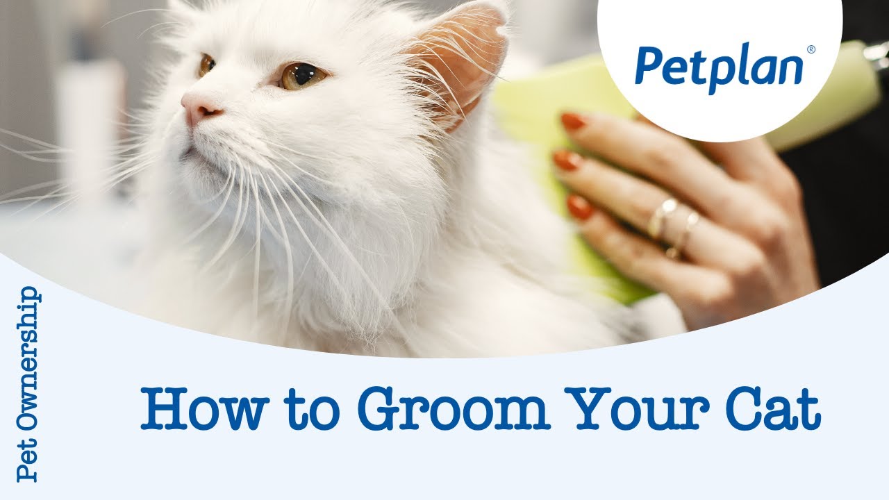 How to groom your cat - Petplan