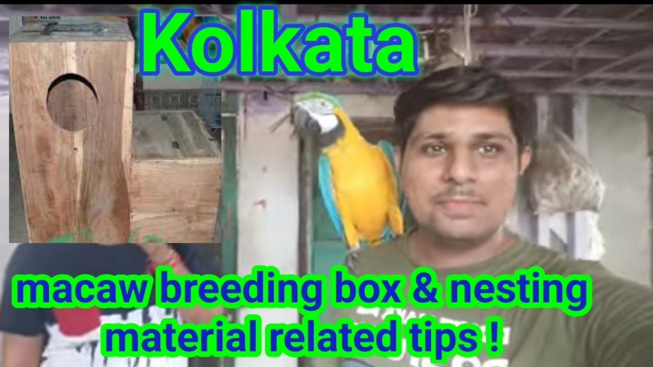 Babu da ka Macaw Breeding Pair ! | Ready to breed with new breeding Box | Kolkata West Bangal