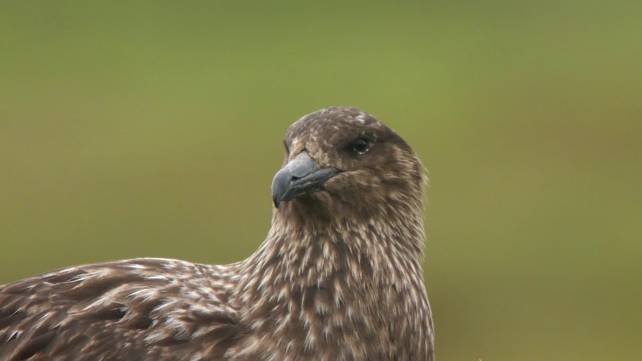 Skua Island Digiscoper of the year Finalist 2017