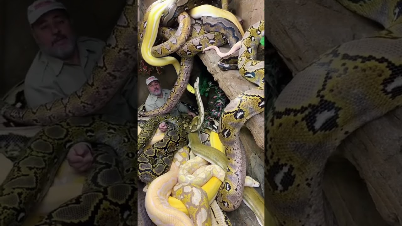 Surrounded By Giant Pythons 😳 #shorts #animals #reptile #giant #snake #python