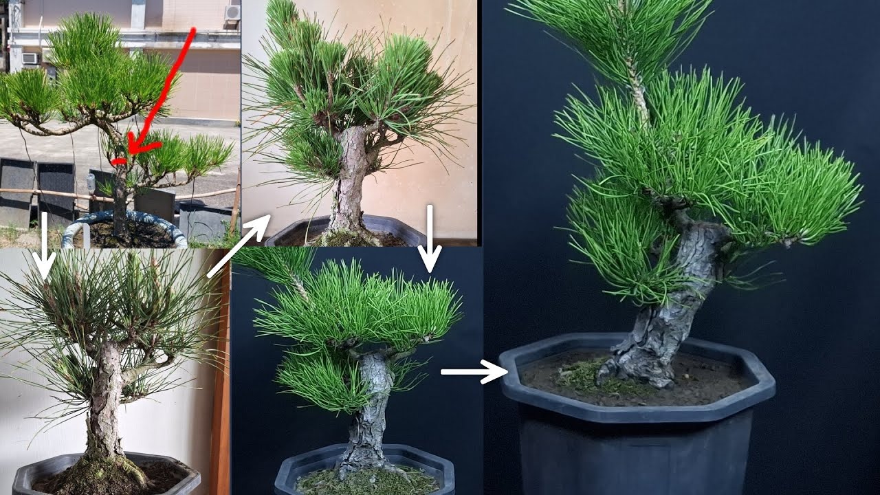 ✂️修剪帶來的形態的變化,黑松三年形態進化史： Three-Year Evolution of Black Pine: Changes in Form Caused by Pruning