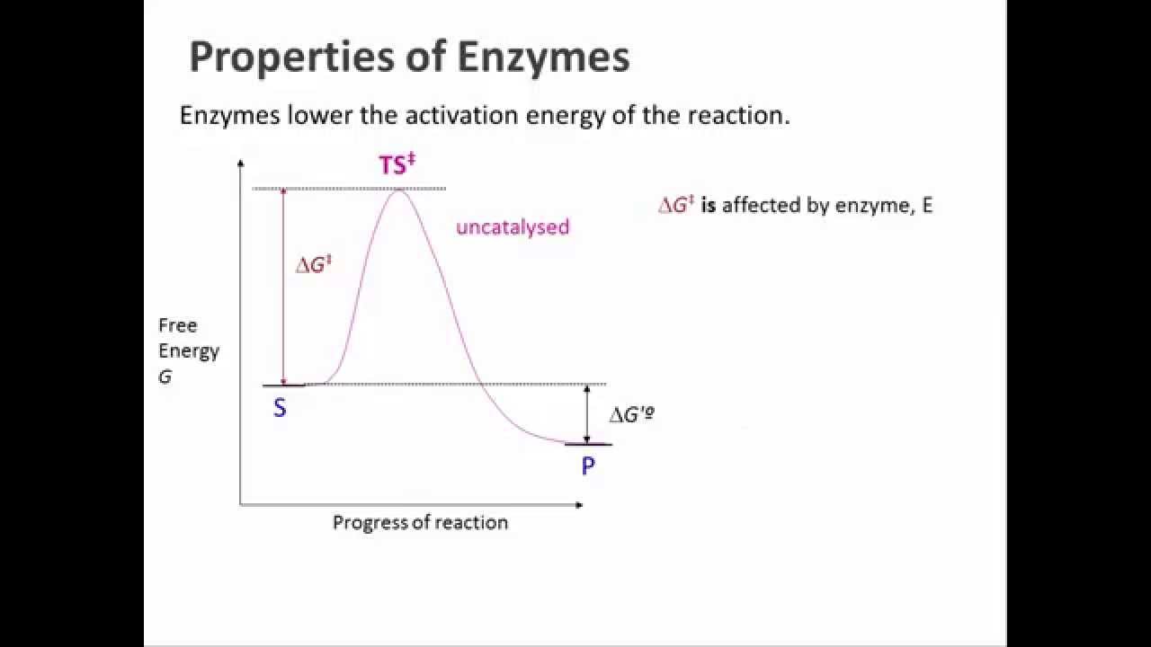 Biochemistry 9.1: Introduction to enzymes