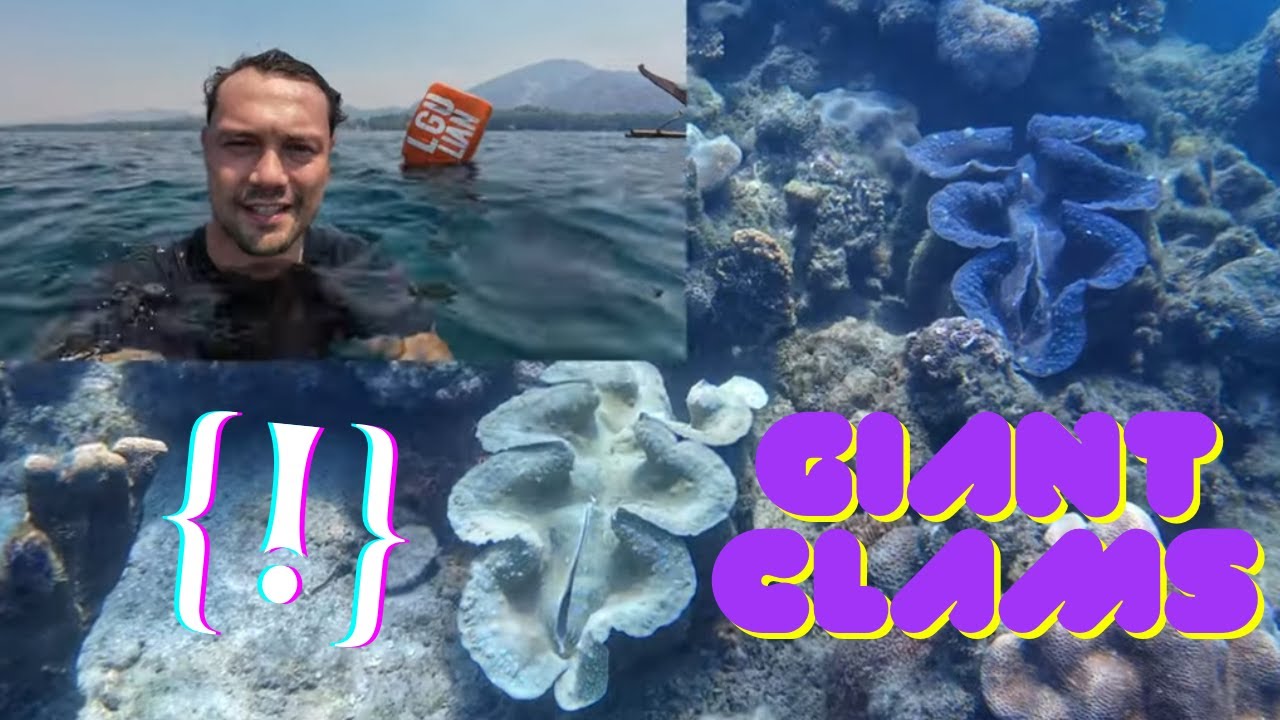 GIANT CLAMS | Marine Protected Area | MINI SCUBA |  Lumaniag MPA #LoveThePhilippines