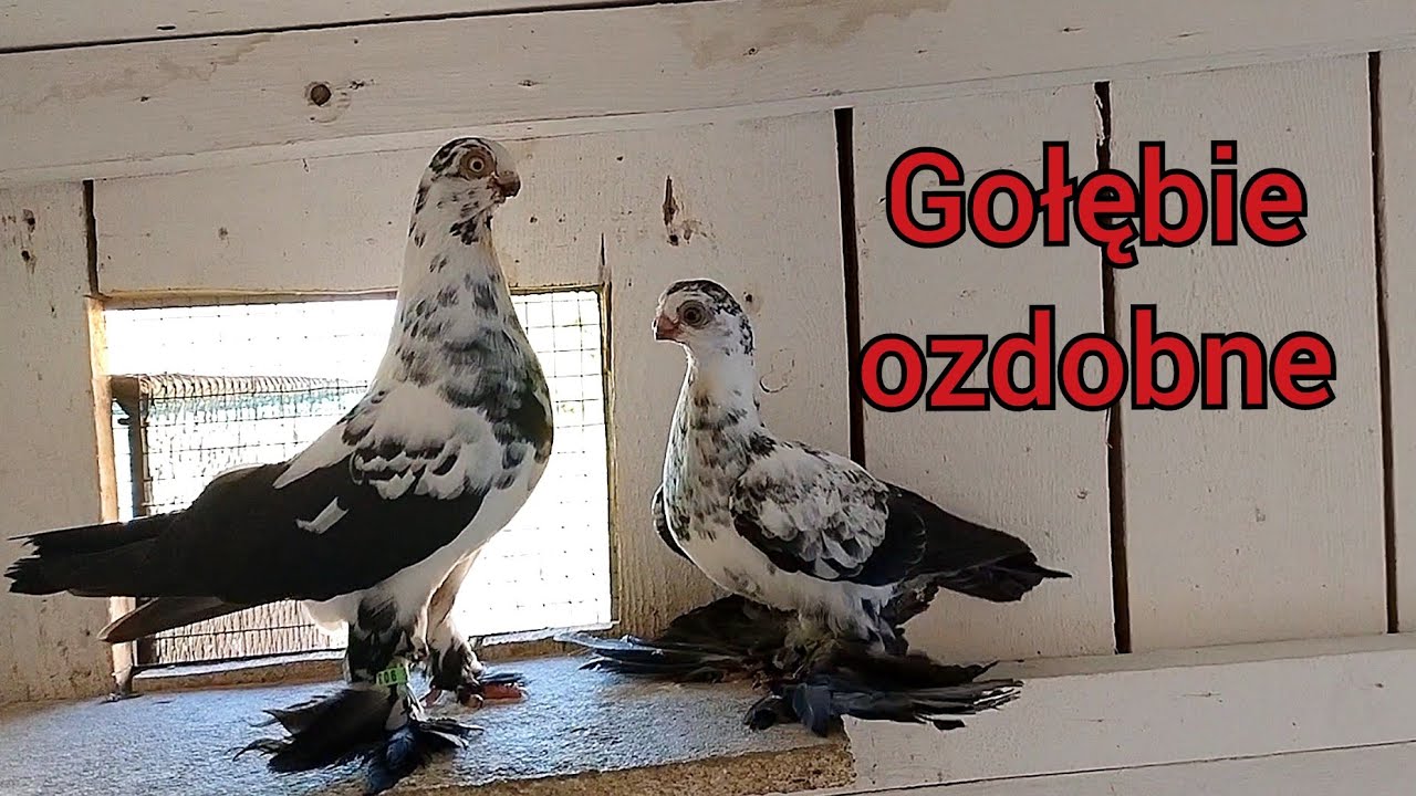 Aktualizacja stanu hodowli - młodych przybywa