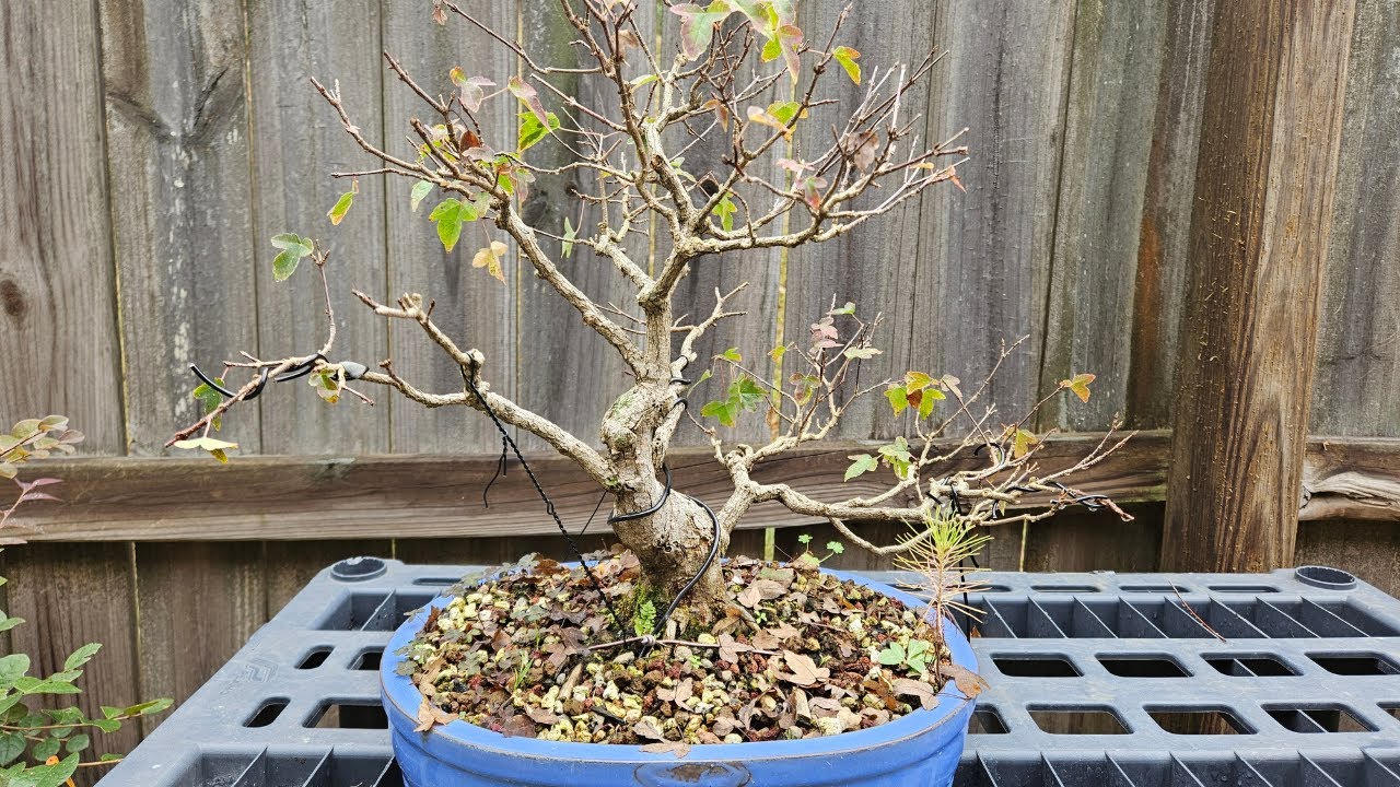Fall Wiring for Trident Maples: Beginner Tips (Warning Branches can break)