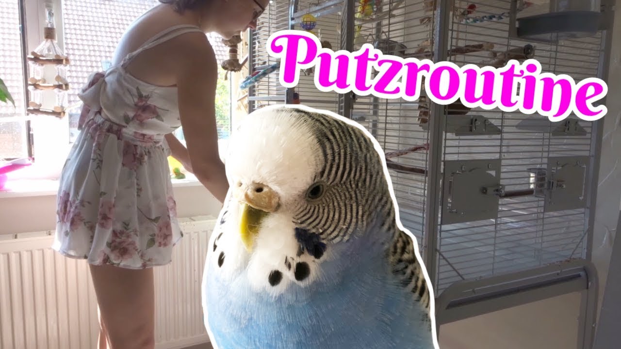 Wellensittich Putzroutine / Käfig saubermachen🐥🗑