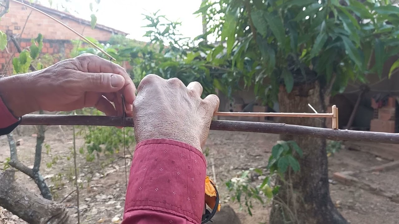 Armadilha de laço para pegar pássaro,@sítio Verde.