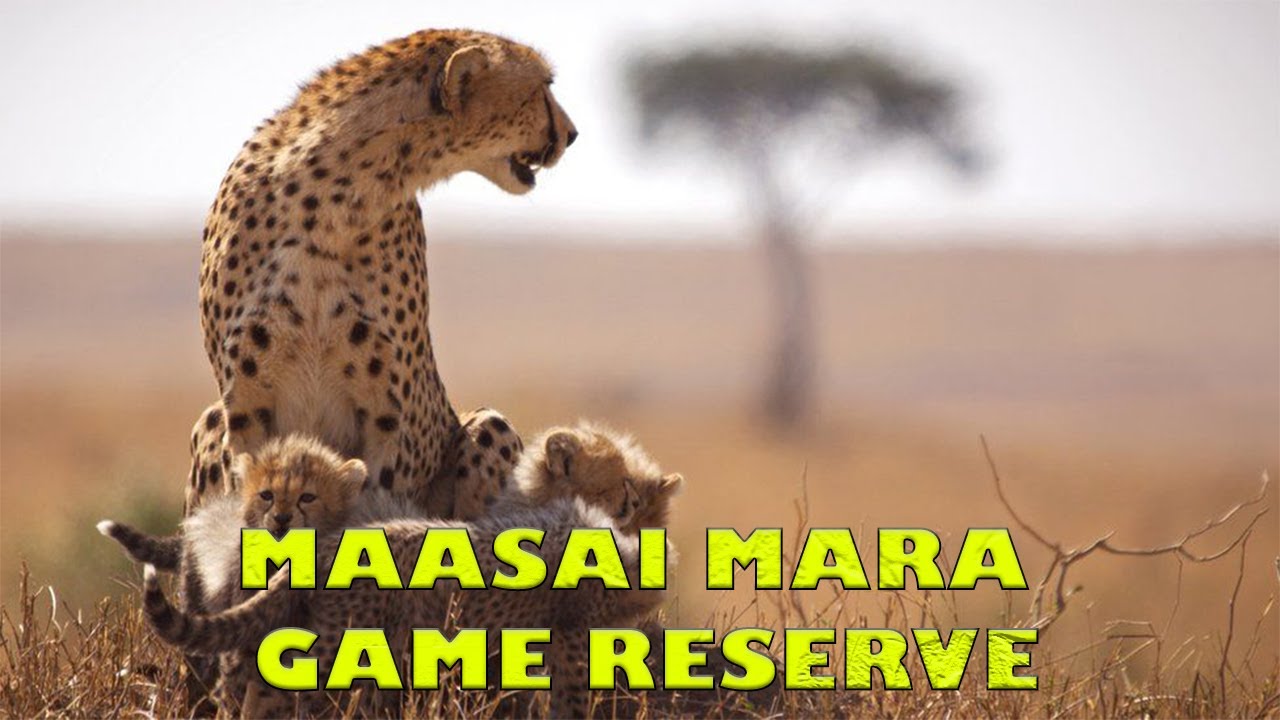 Masai Mara | The Safari of a LIFETIME!
